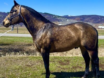 Buckskin Stallion at stud.