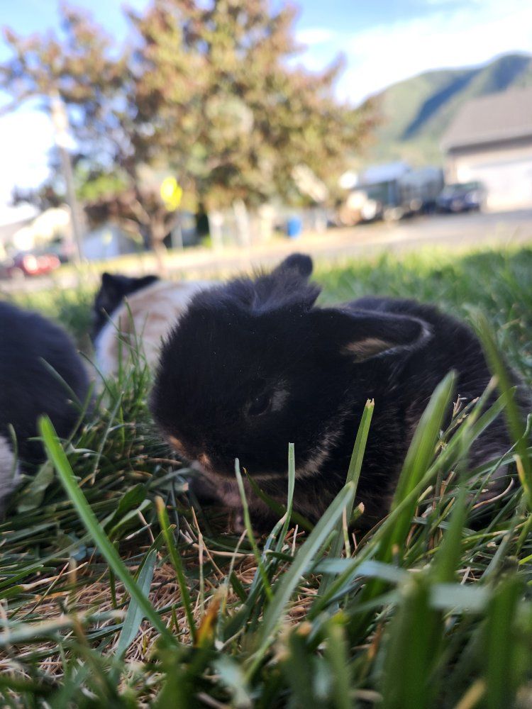 Adorable Mini Dwarf Holland Lop Bunny - Black Young, Ready for a Loving Home!