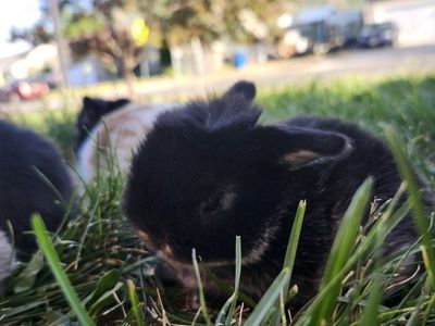 Adorable Mini Dwarf Holland Lop Bunny - Black Young, Ready for a Loving Home!