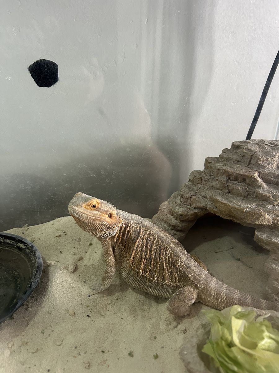 Juvenile Female Bearded Dragon 'Snoop' with 40-Gallon Enclosure & Accessories