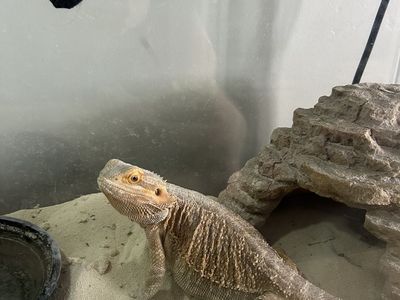 Juvenile Female Bearded Dragon 'Snoop' with 40-Gallon Enclosure & Accessories