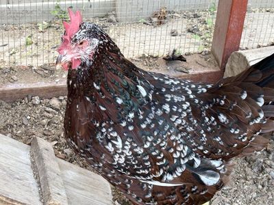2 Adult Hens for Free - Non-Laying