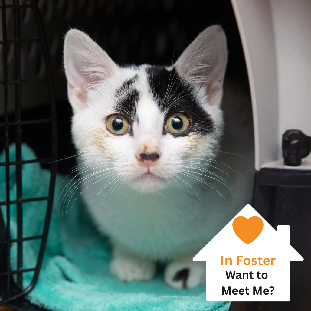 Hello my name is Pavlova