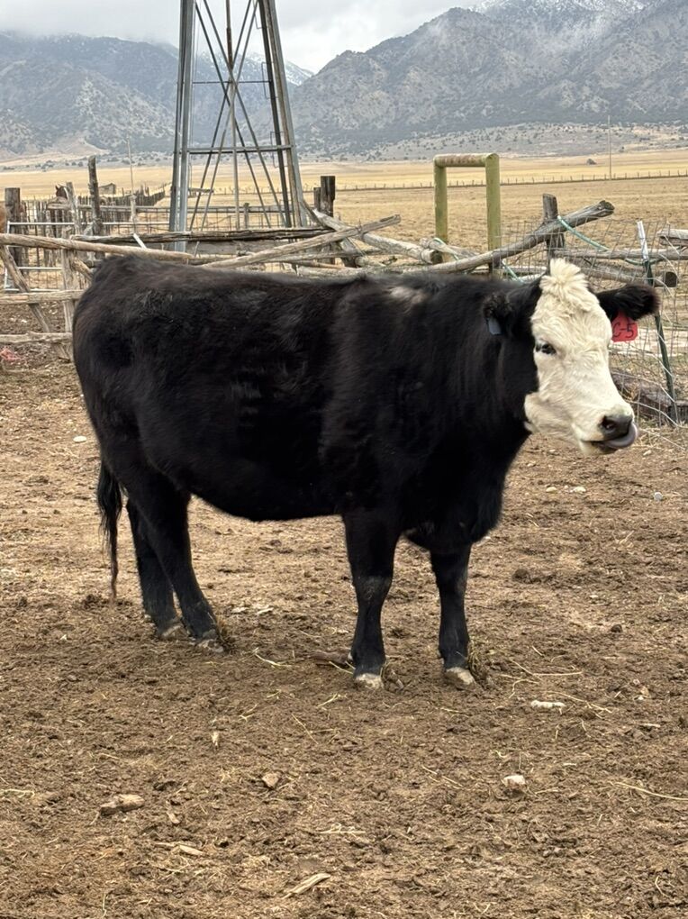 3 Year Old Cow