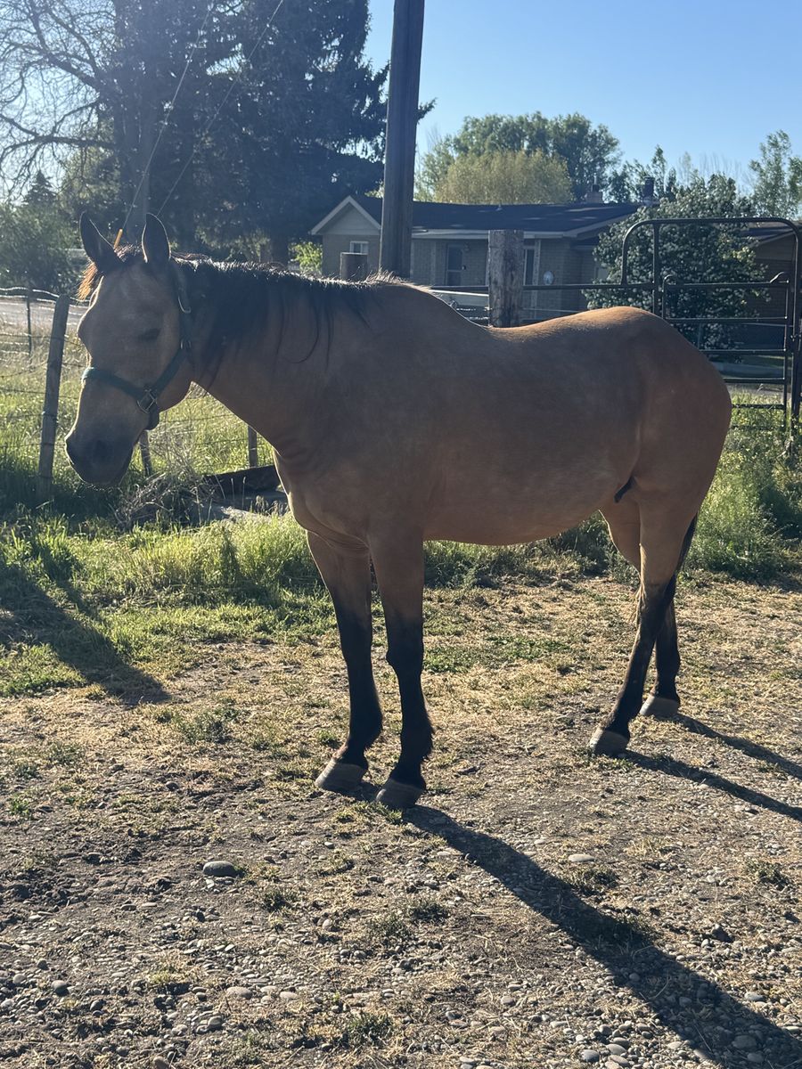 19 year old grade mare buckskin