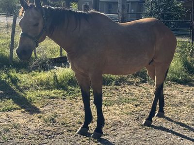 19 year old grade mare buckskin