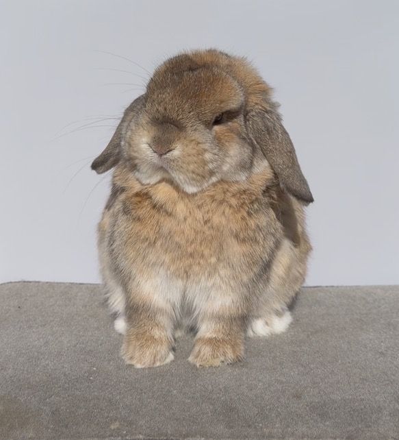 Orange Holland Lop Buck - Pedigreed