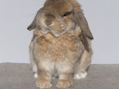 Orange Holland Lop Buck - Pedigreed