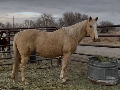 Range Broodmare