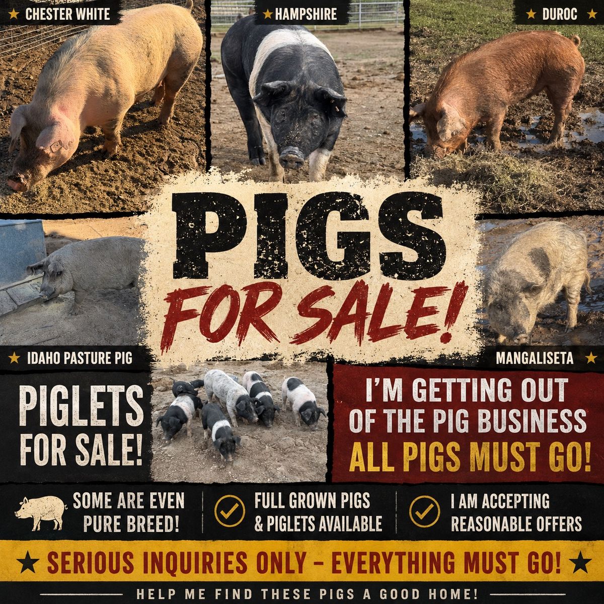 Pigs For Sale - Various Breeds Including Piglets and Full Grown Pigs