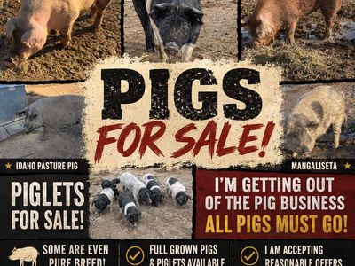 Pigs For Sale - Various Breeds Including Piglets and Full Grown Pigs