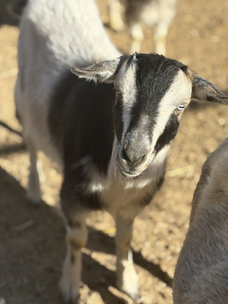 Nigerian dwarf wether