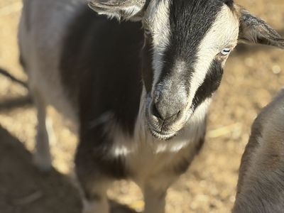 Nigerian dwarf wether