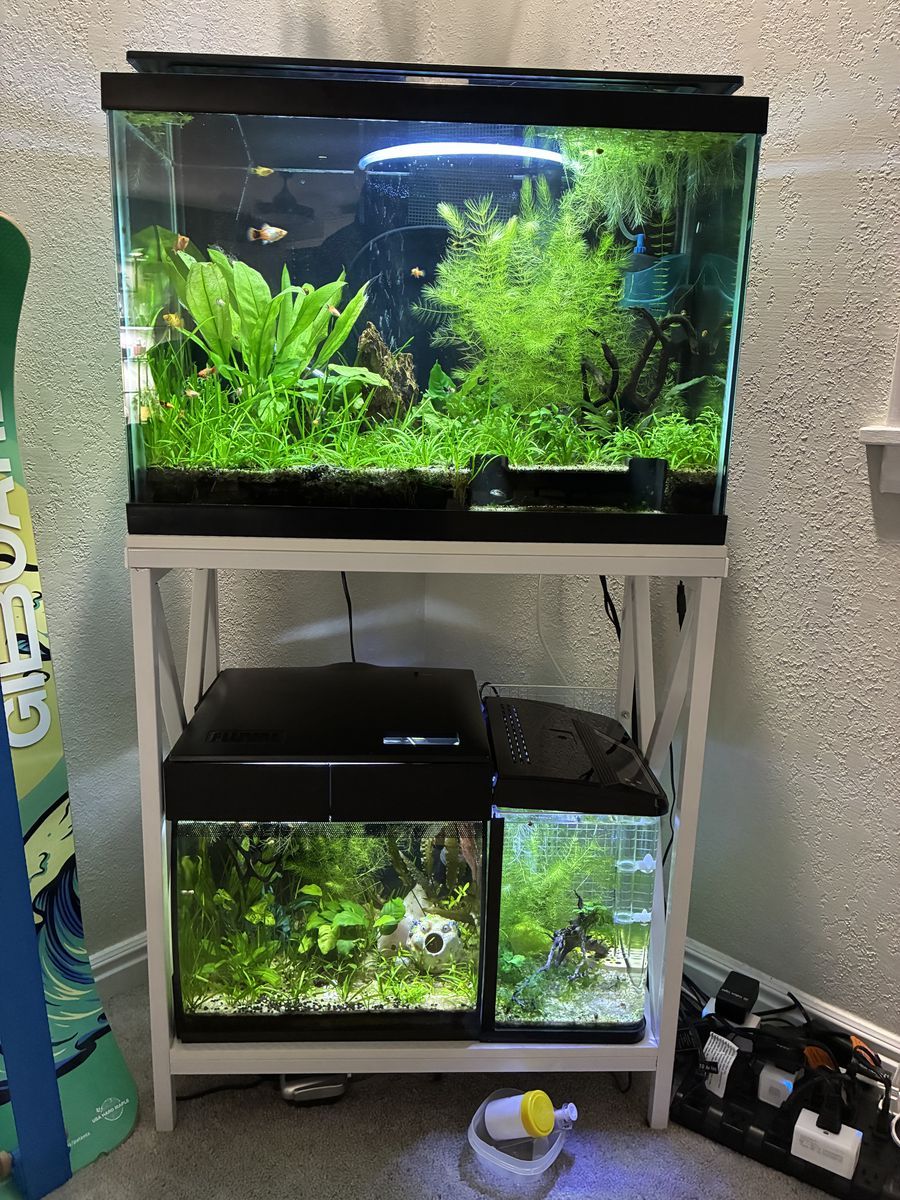 Plants, shrimp and platies