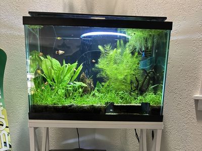 Plants, shrimp and platies
