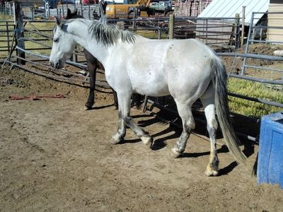 7 year old Warlander Mare