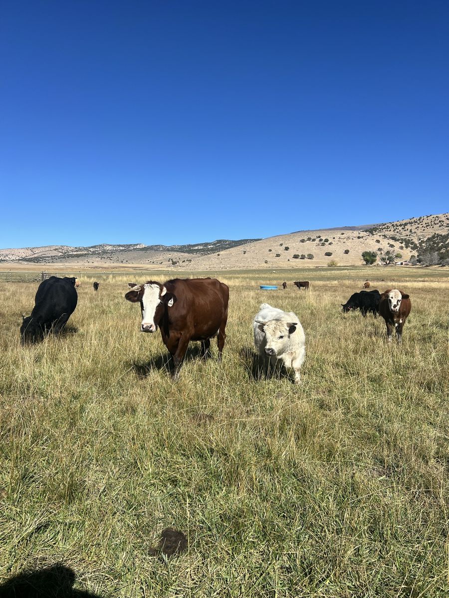 Micro Mini Highland Highpark Bull