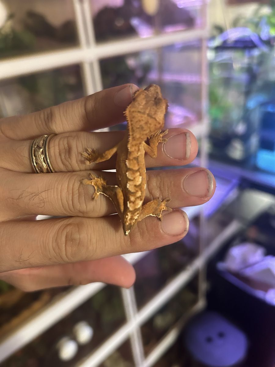Crested geckos 