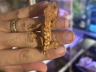 Crested geckos