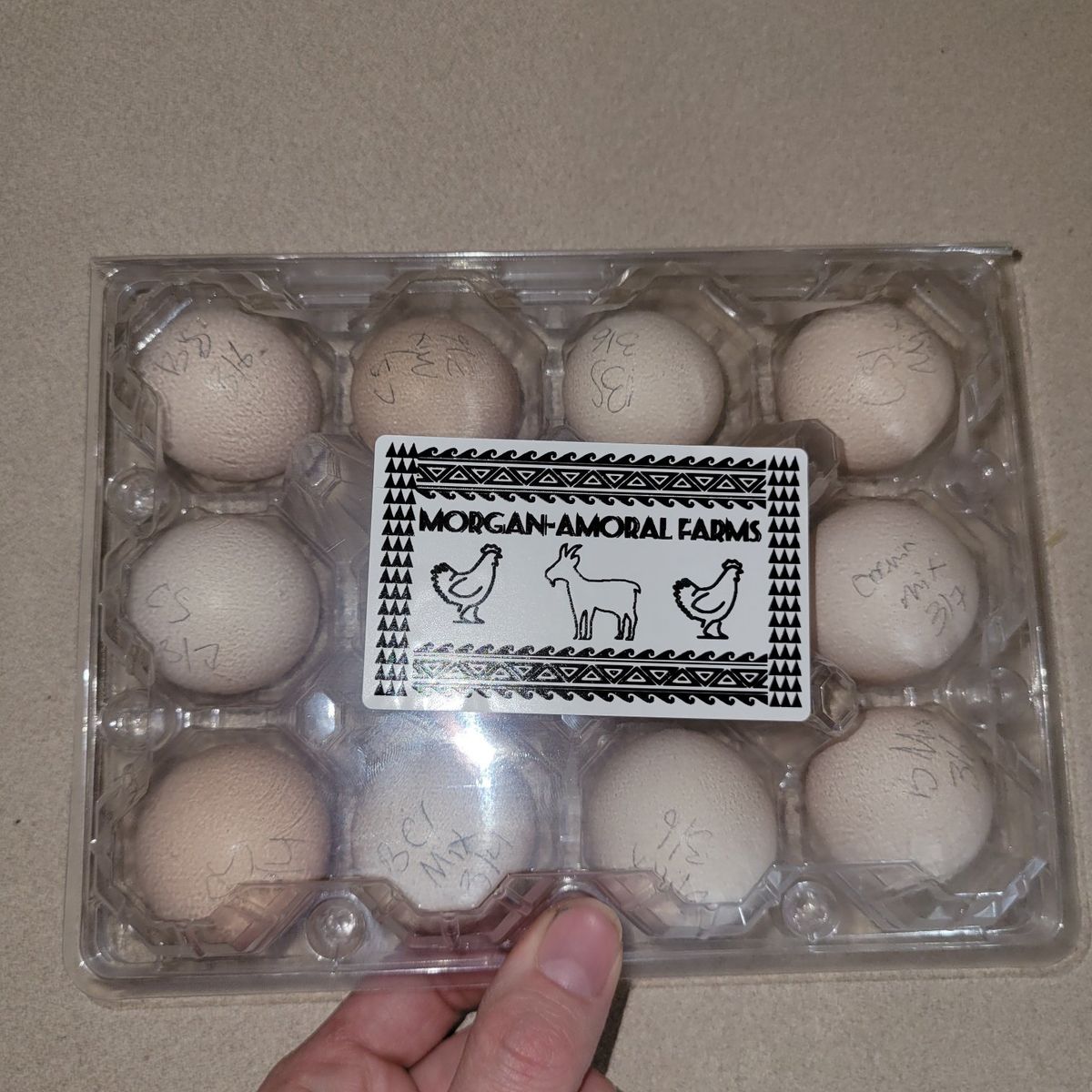 Bantam & Silkie Hatching eggs