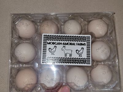 Bantam & Silkie Hatching eggs