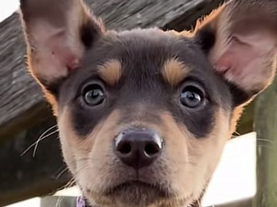 7 week old Australia Kelpie puppies