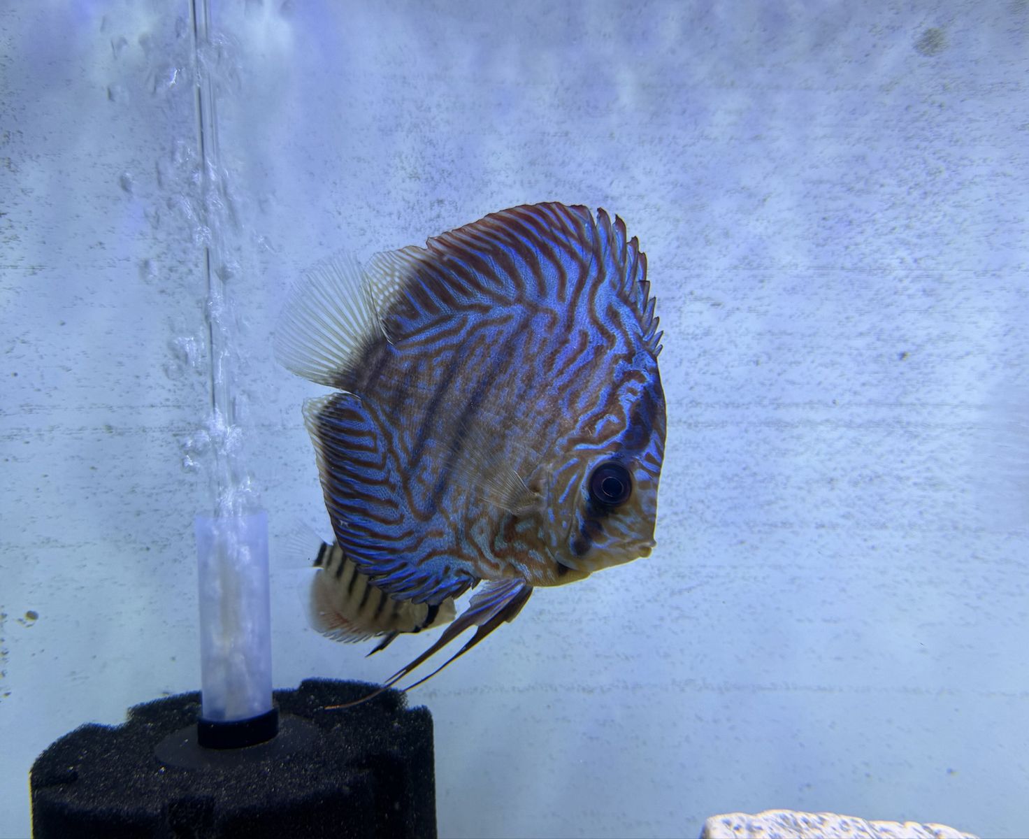 Discus Fish