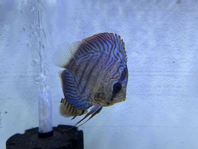 Discus Fish