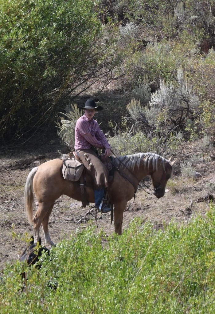4 Year Old Grade Mare