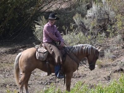 4 Year Old Grade Mare