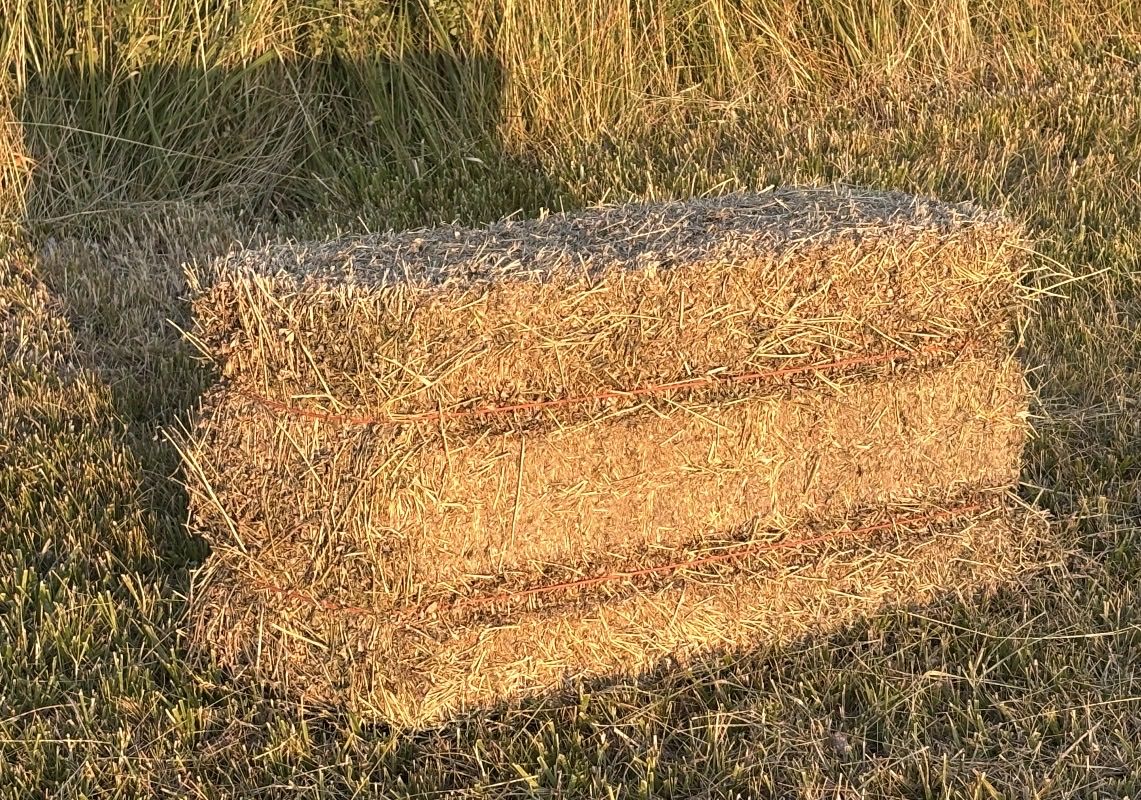Grass hay clean