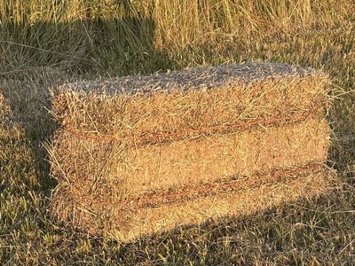 Grass hay clean