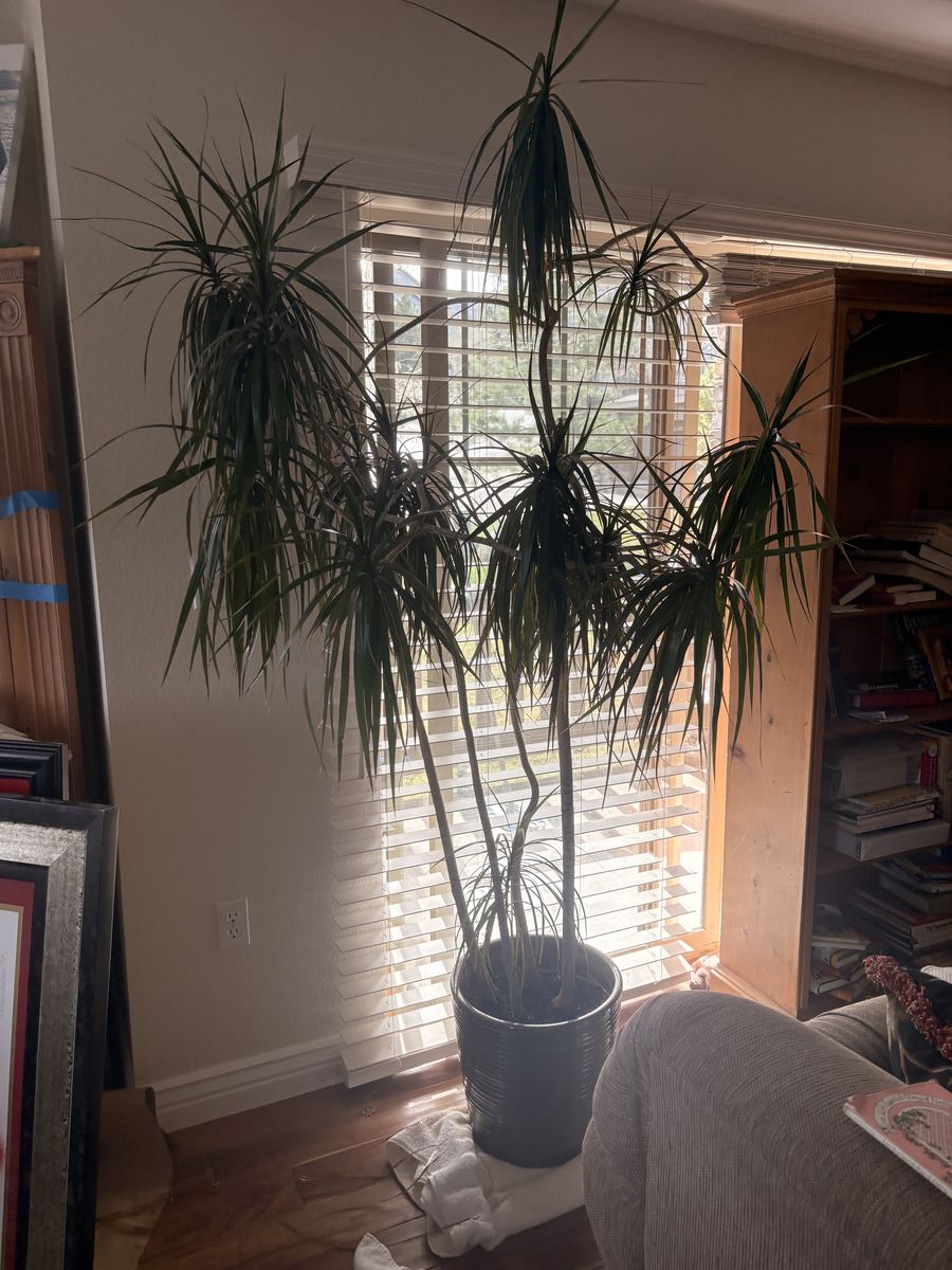 Dracaena Marginata