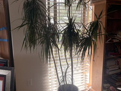 Dracaena Marginata