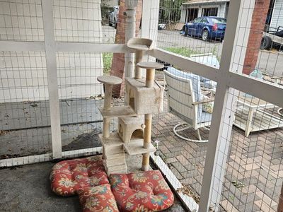 Cat Tree, Litter Box, Carrier, and Bowl Bundle
