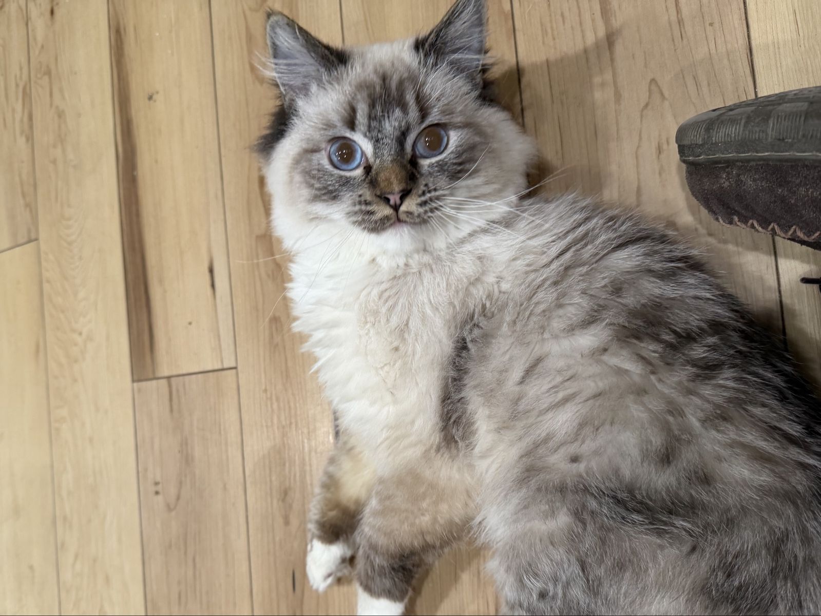 Ragdoll Studding