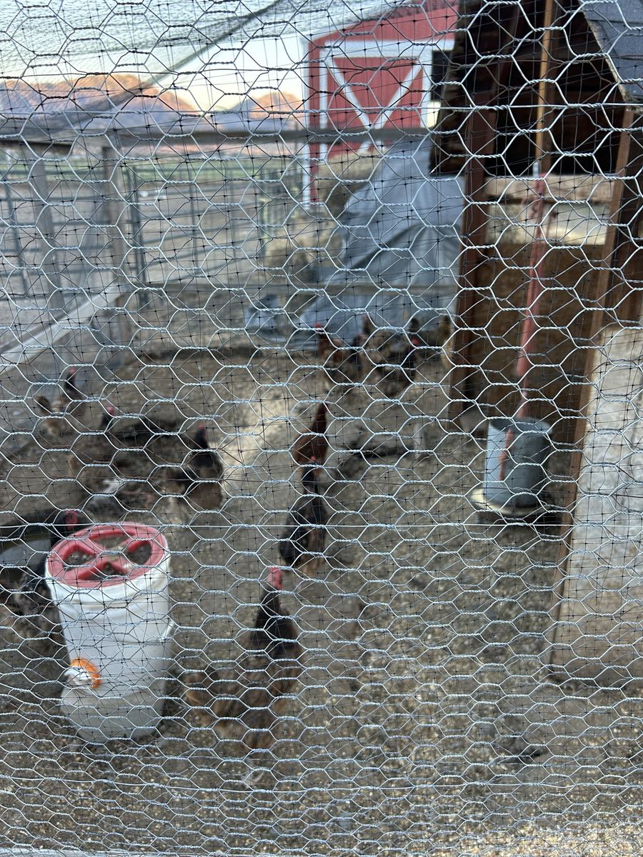 Chickens