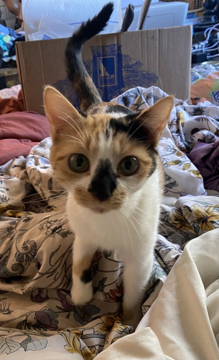 Calico Cat (Free to good home)