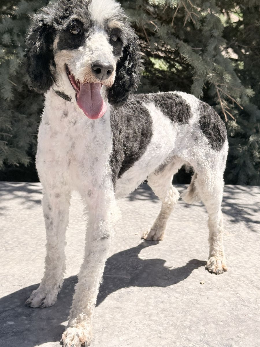 MALE AKC Tri Colored Poodle (20lbs, Unaltered)