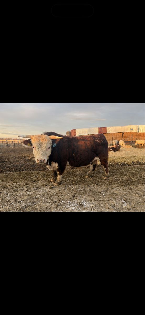Mini Hereford Jersey Bull