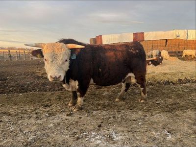 Mini Hereford Jersey Bull