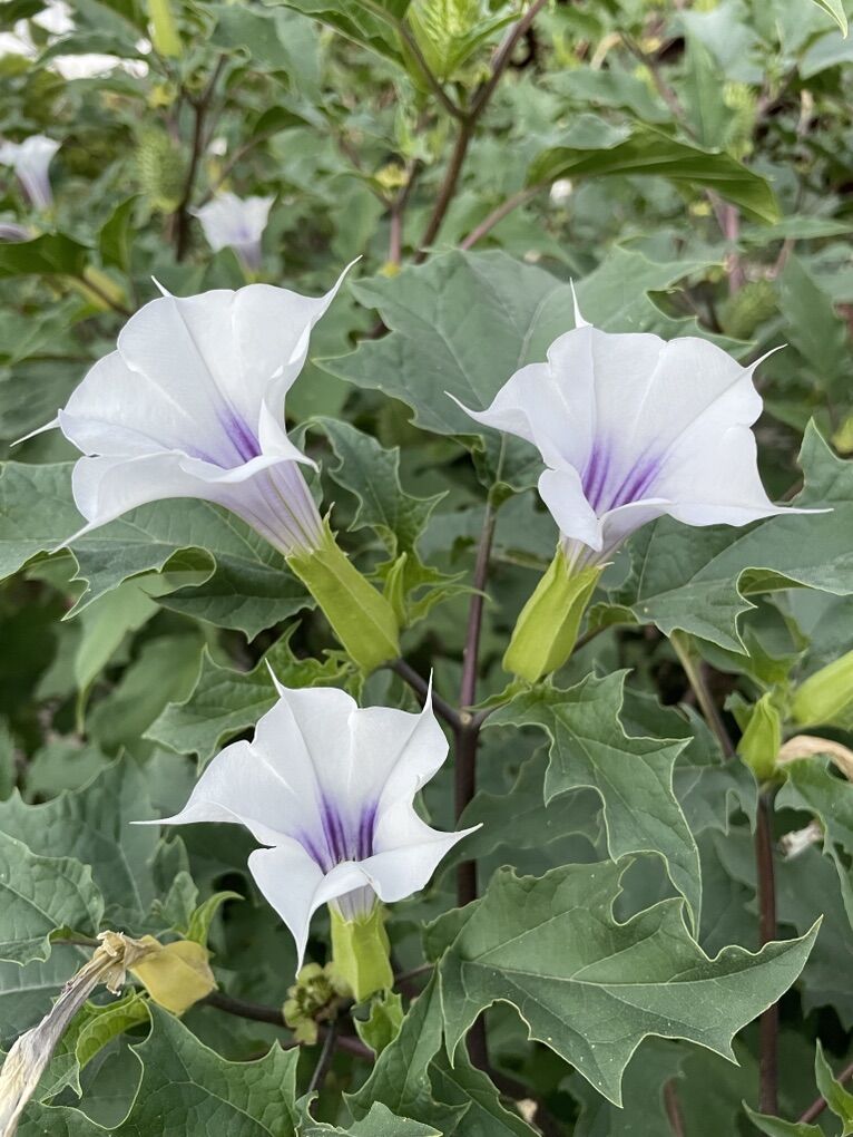 Datura Stramonium Seeds (50+)