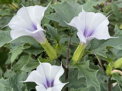 Datura Stramonium Seeds (50+)