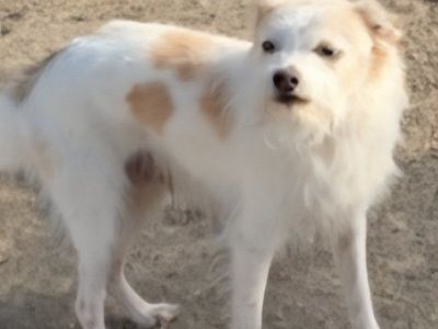 Billy the Senior Terrier