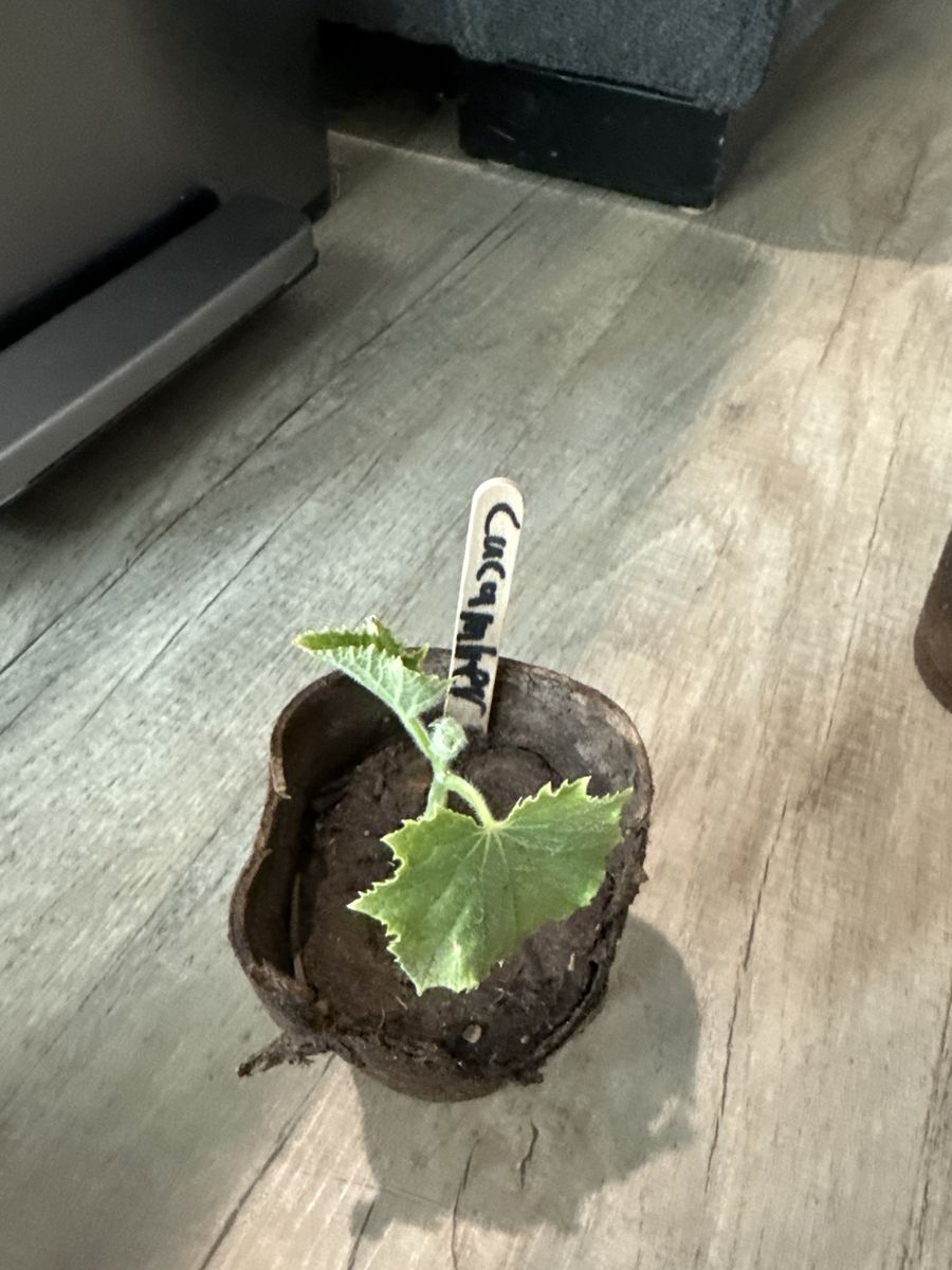 Tomato/cucumber plants