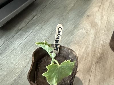 Tomato/cucumber plants