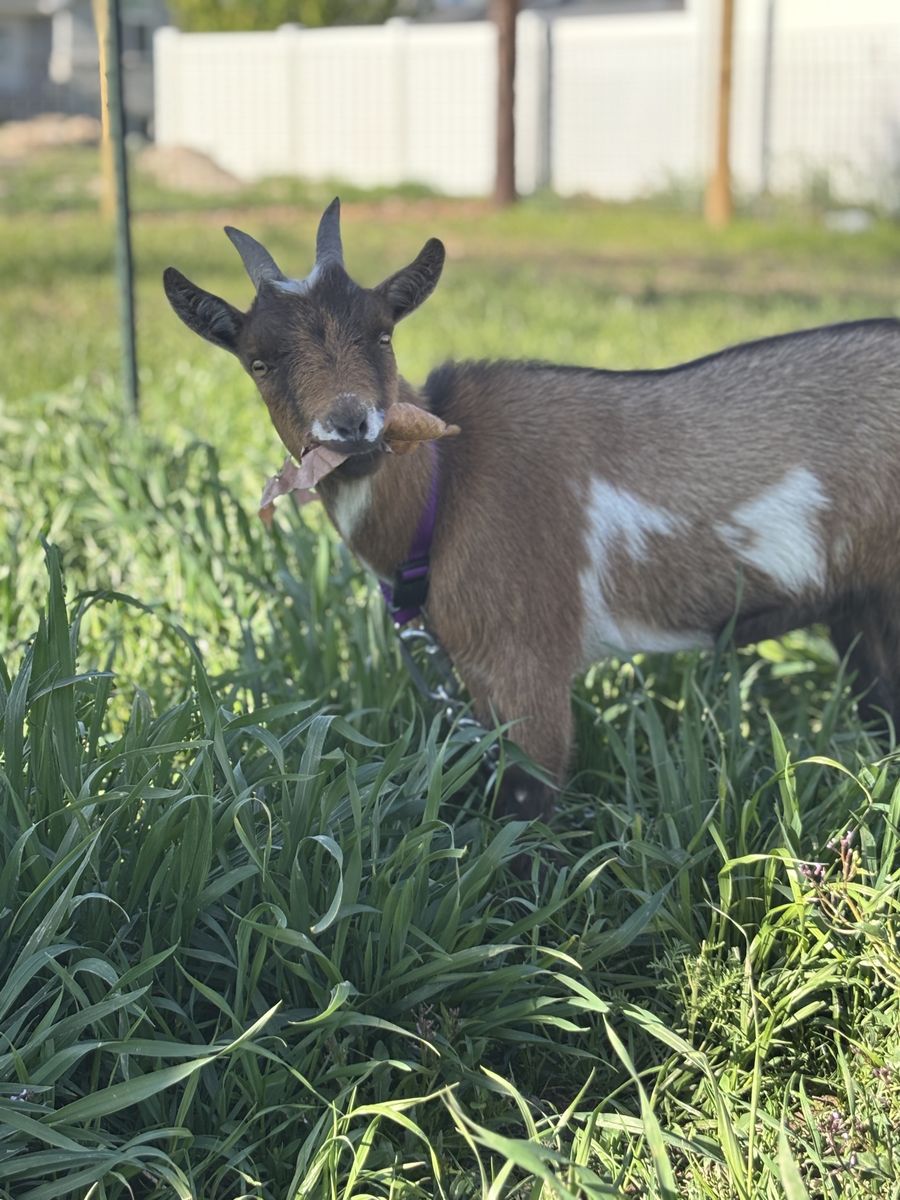 Pygmy Nigerian Goat