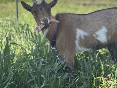 Pygmy Nigerian Goat