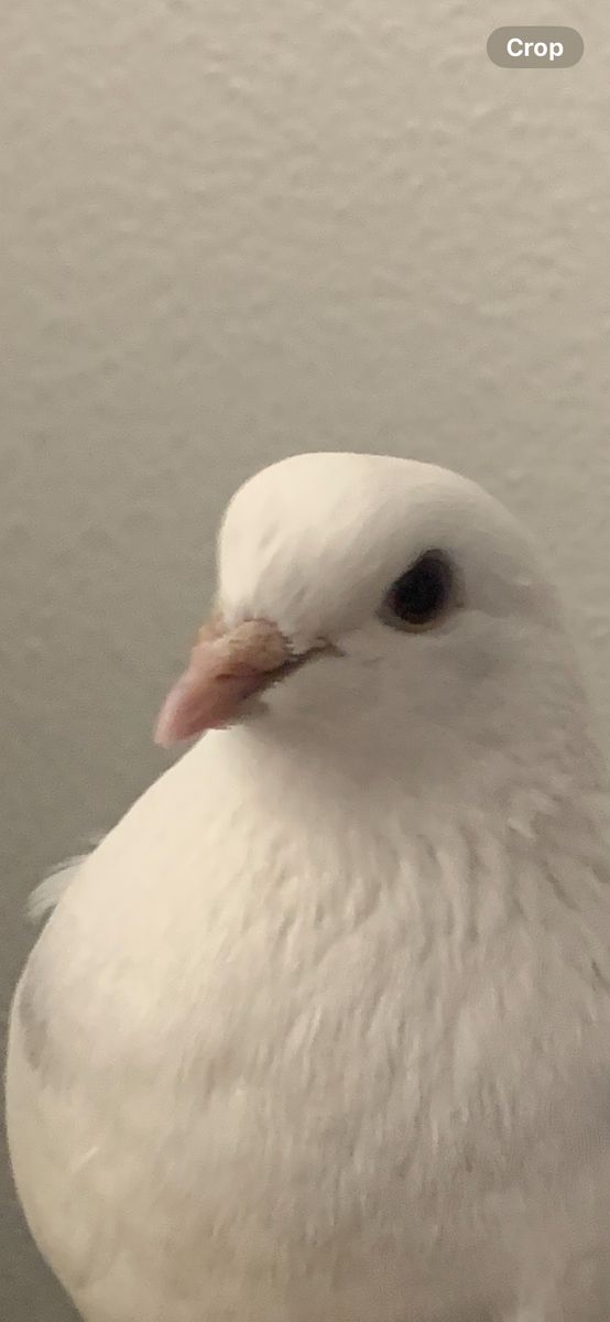 Roller pigeon for sale we can negotiate the price