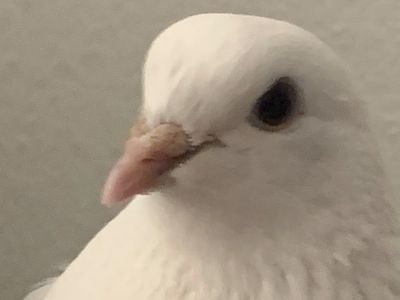 Roller pigeon for sale we can negotiate the price